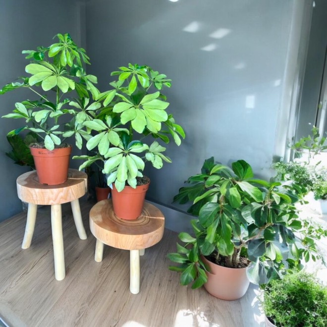 Handmade Wooden Stand 4–7 Sizes